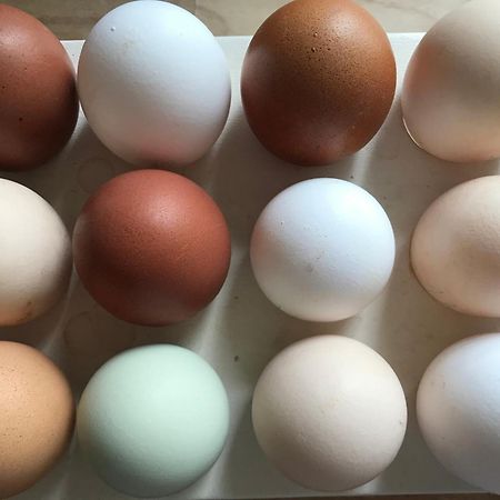 Landhof Lieg - Tierische Auszeit In Unseren Gemuetlichen Ferienwohnungen 외부 사진