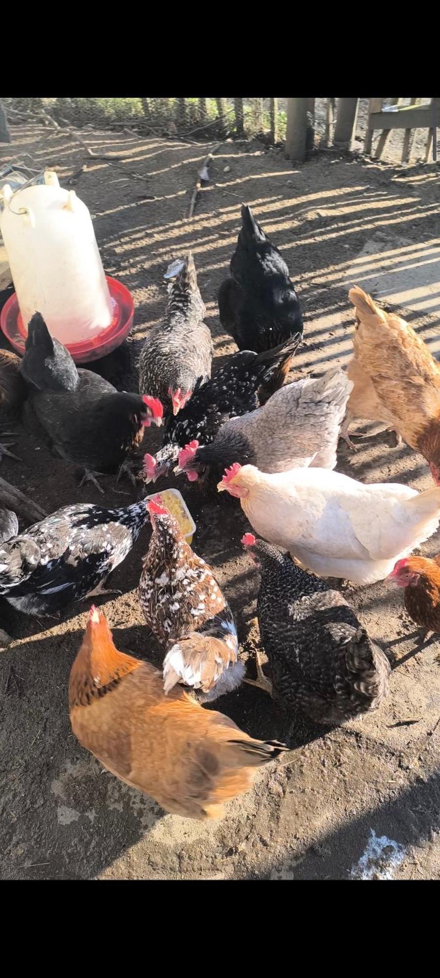 Landhof Lieg - Tierische Auszeit In Unseren Gemuetlichen Ferienwohnungen 외부 사진